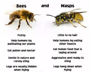 Facts about bees and wasps summary image